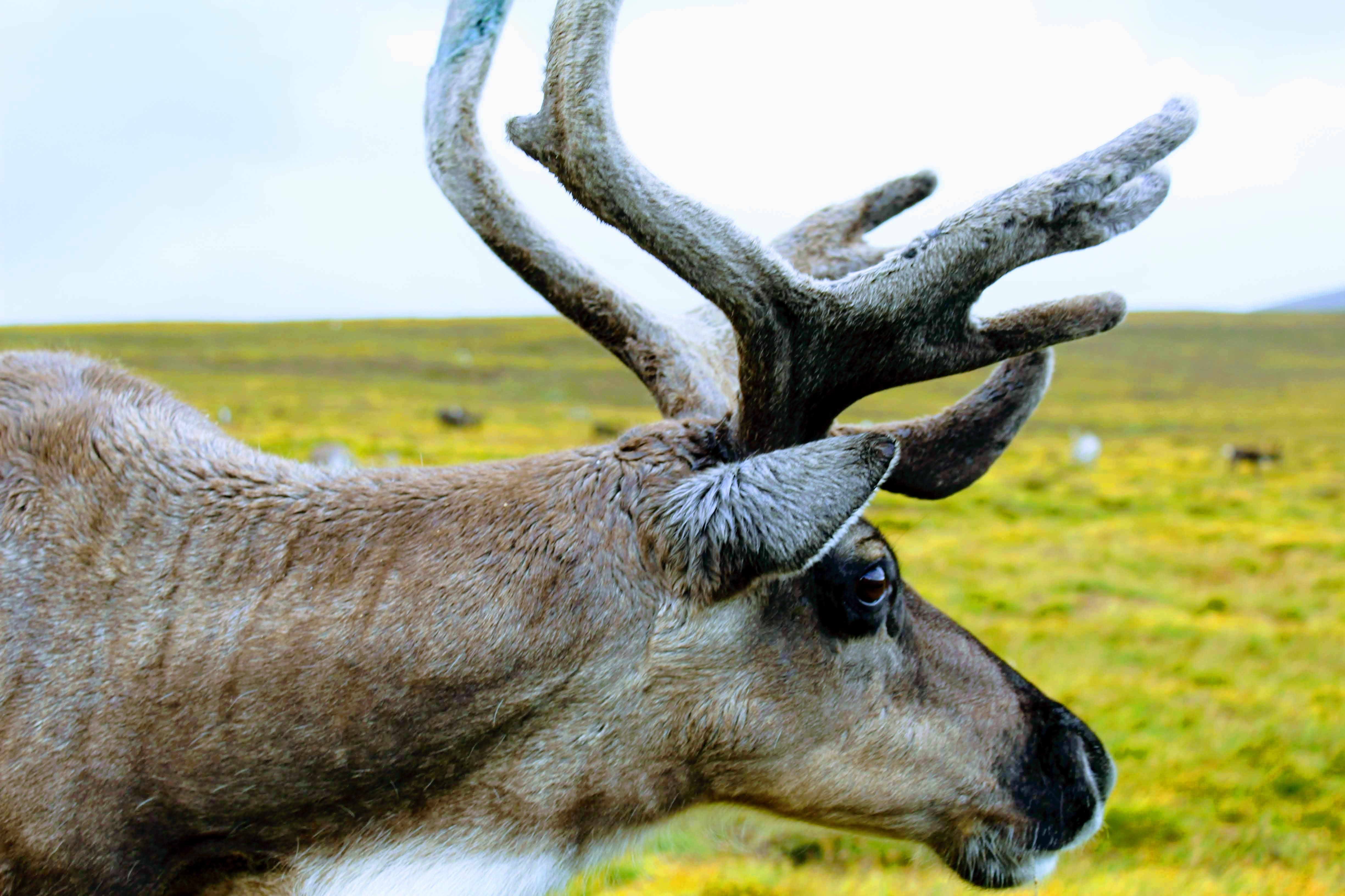 Hiking Scotland - Reindeer.