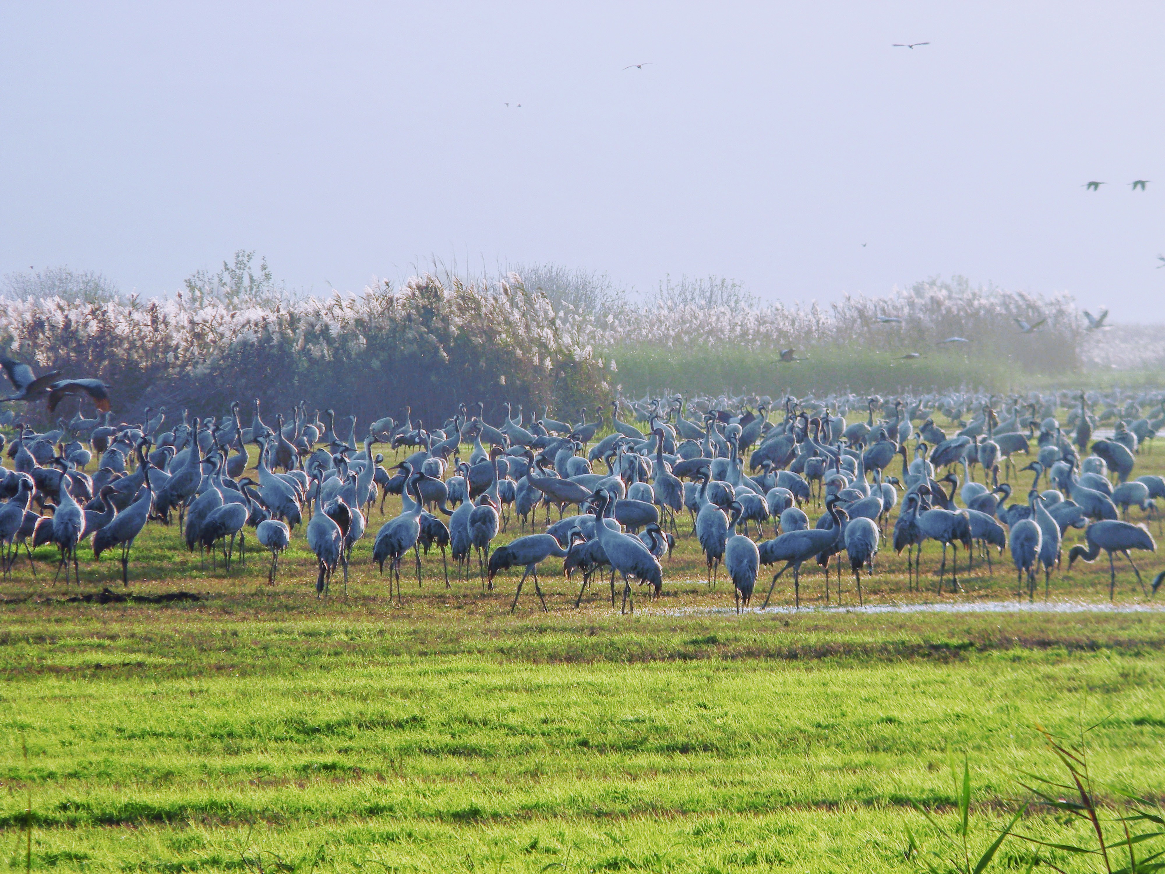 Agamon Hula birds