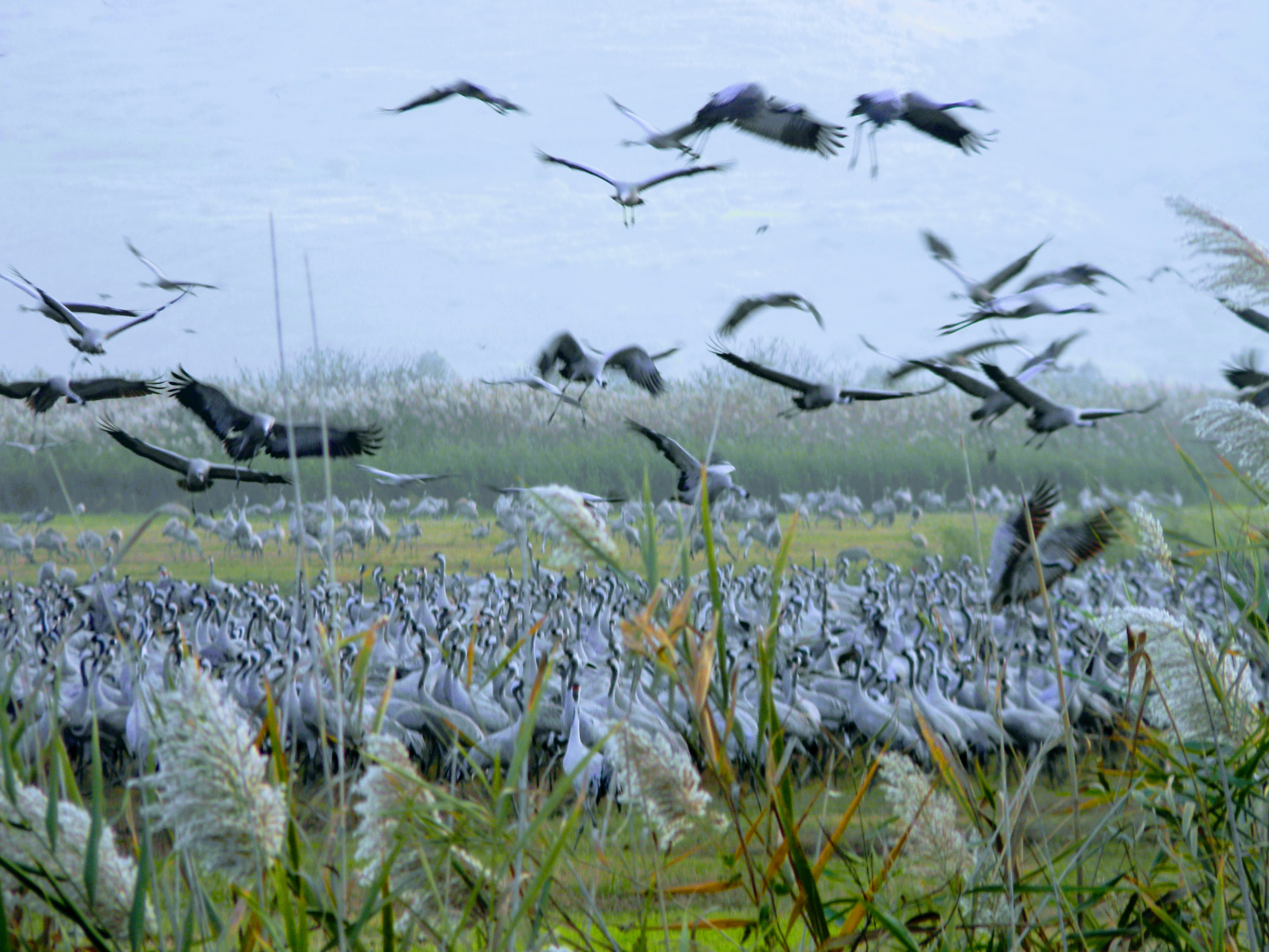 Agamon Hahula birdwatching