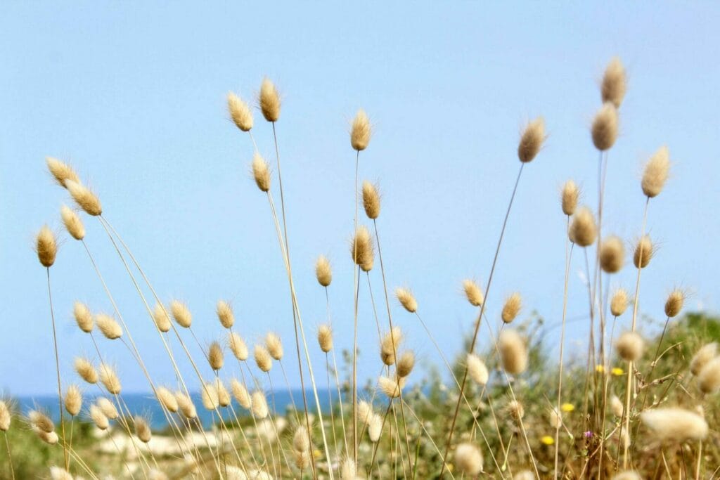 Holot Nitzanim - Nitzanim Sand Dunes